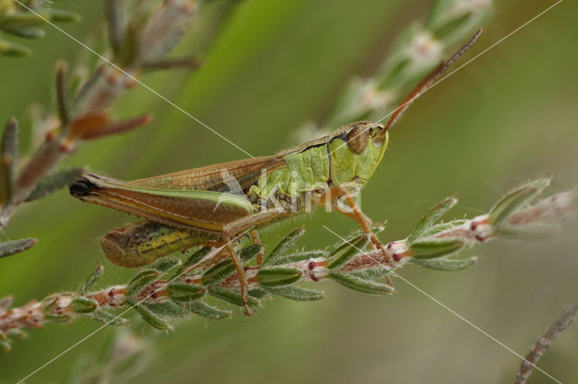 Zompsprinkhaan (Chorthippus montanus)