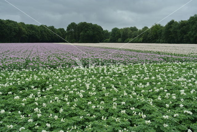 Aardappel (Solanum tuberosum)