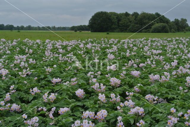 Aardappel (Solanum tuberosum)