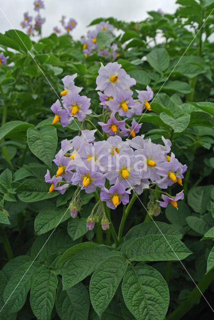 Aardappel (Solanum tuberosum)