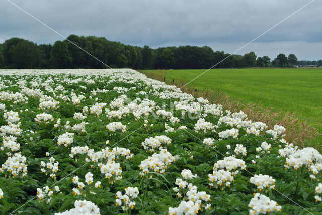 Aardappel (Solanum tuberosum)