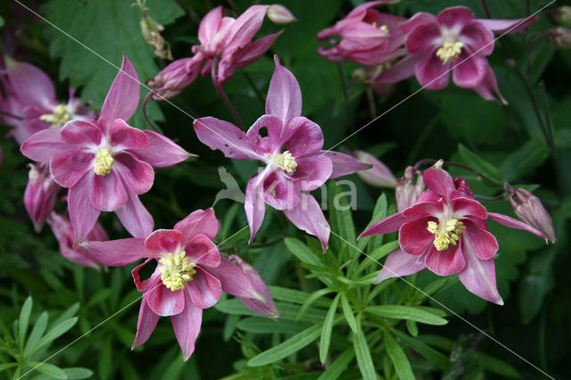 Akelei (Aquilegia sp)