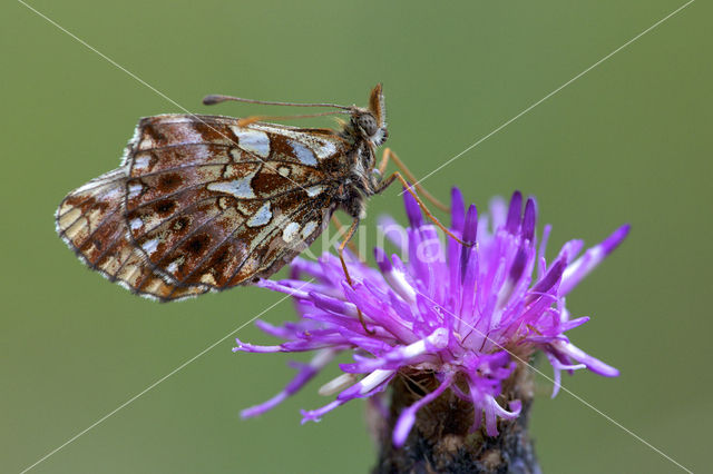 Akkerparelmoervlinder (Boloria dia)