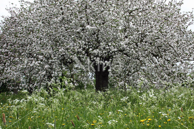 Appel (Malus domesticus)