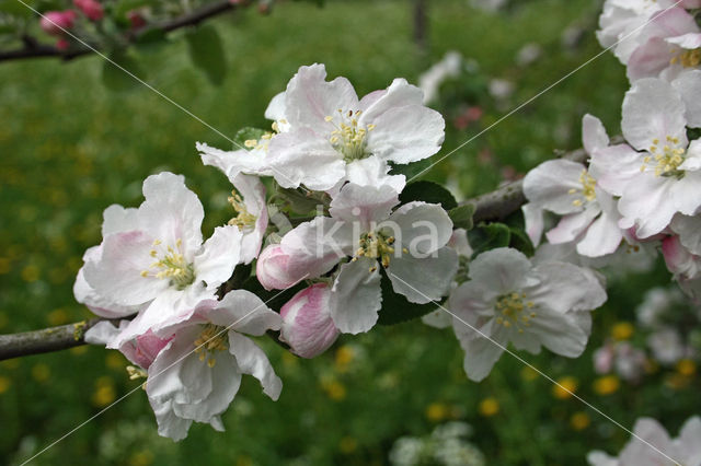 Appel (Malus domesticus)