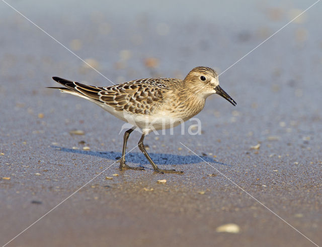 Bairds Strandloper (Calidris bairdii)