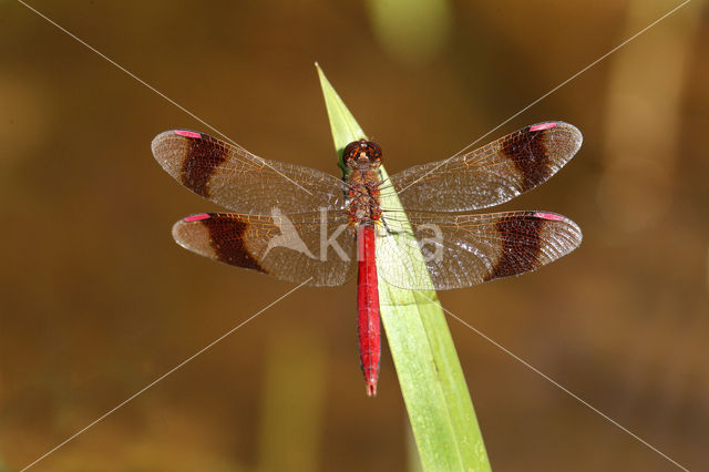 Bandheidelibel (Sympetrum pedemontanum)