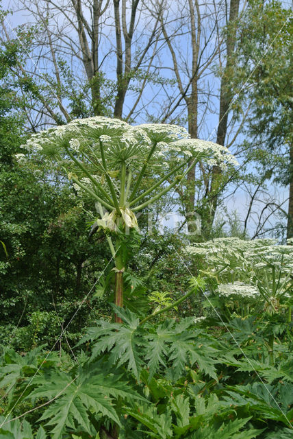 Giant Hogweed (Heracleum mantegazzianum)