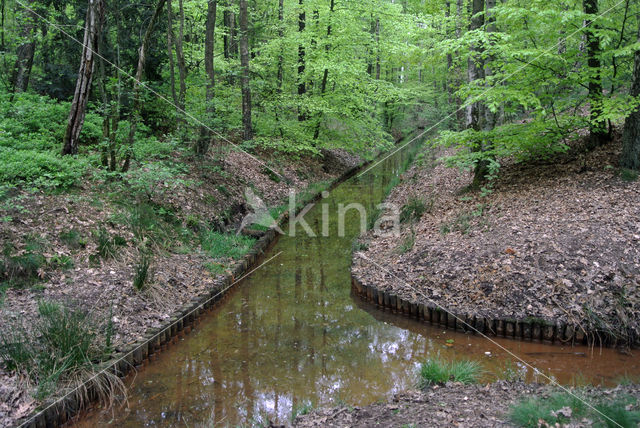 Beech (Fagus sylvatica)