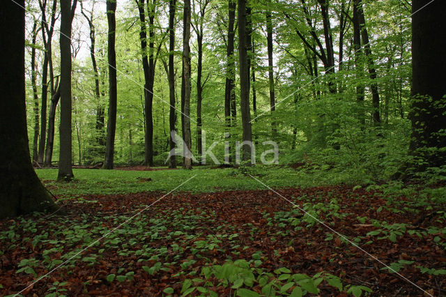 Beuk (Fagus sylvatica)