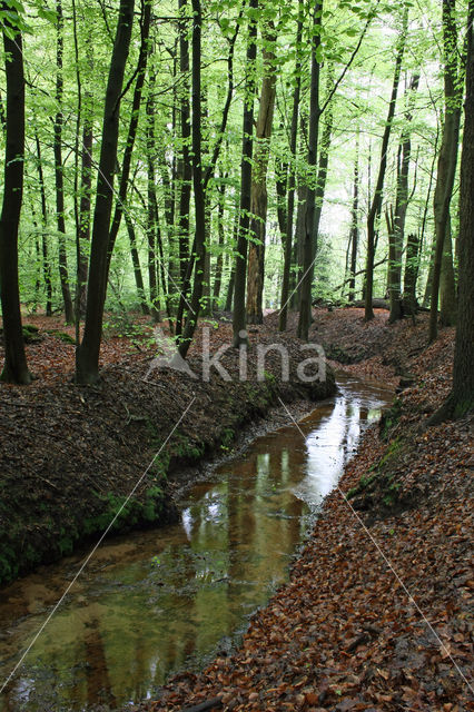 Beuk (Fagus sylvatica)