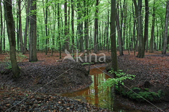 Beuk (Fagus sylvatica)