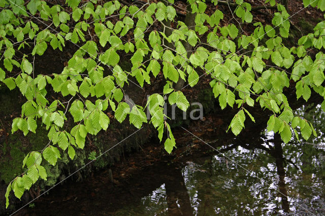 Beuk (Fagus sylvatica)