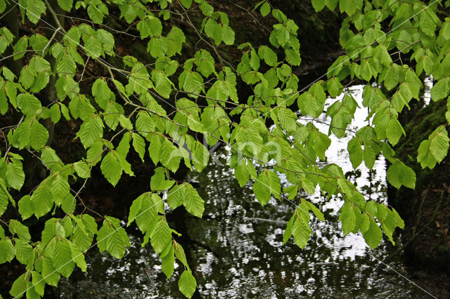 Beuk (Fagus sylvatica)