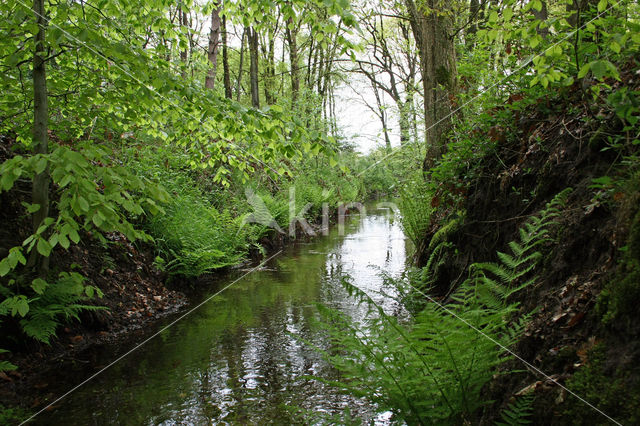 Beuk (Fagus sylvatica)