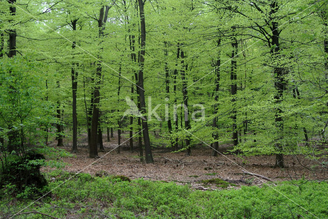 Beech (Fagus sylvatica)