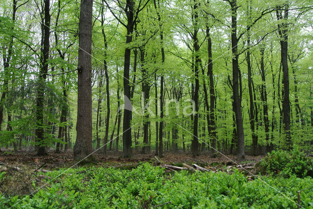 Beuk (Fagus sylvatica)