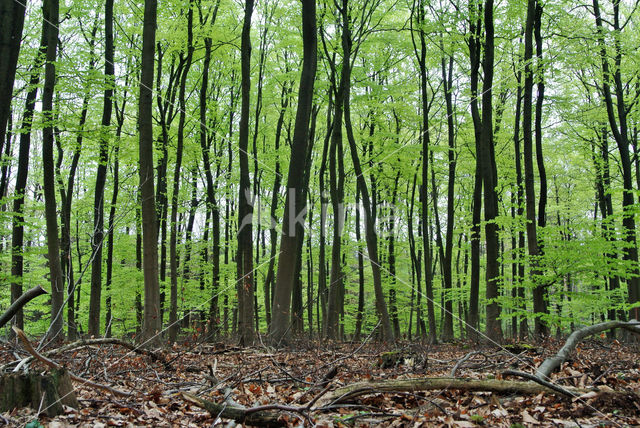 Beuk (Fagus sylvatica)