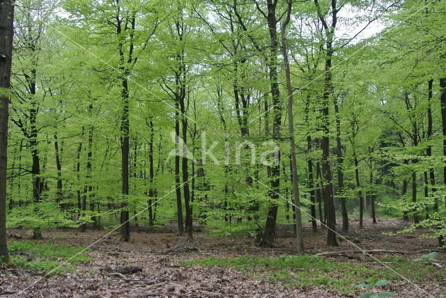 Beech (Fagus sylvatica)