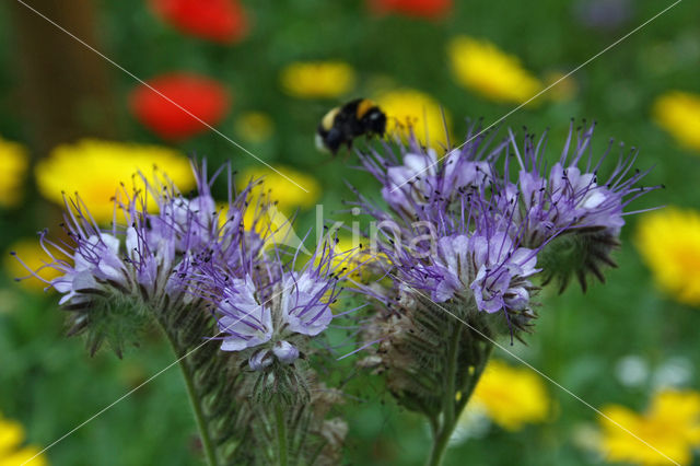 Bijenvoer (Phacelia tanacetifolia)