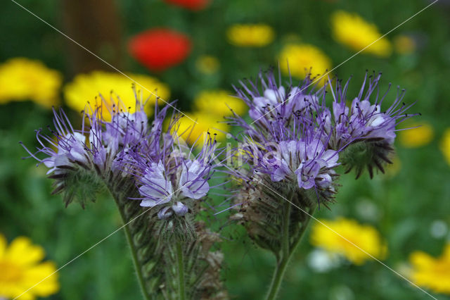 Bijenvoer (Phacelia tanacetifolia)