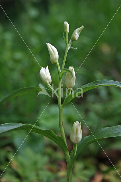 Bleek bosvogeltje (Cephalanthera damasonium)