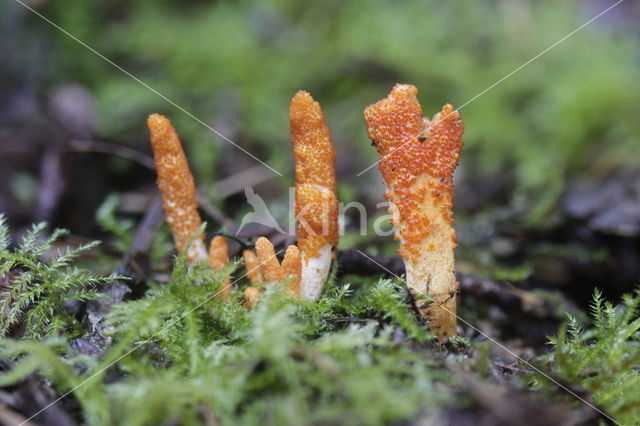 Bloedrode russula (Russula sanguinaria)