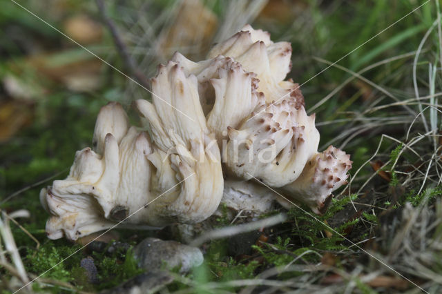 Bloemkoolzwam (Ramaria botrytis)