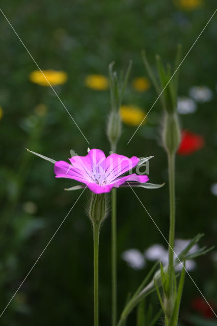 Bolderik (Agrostemma githago)