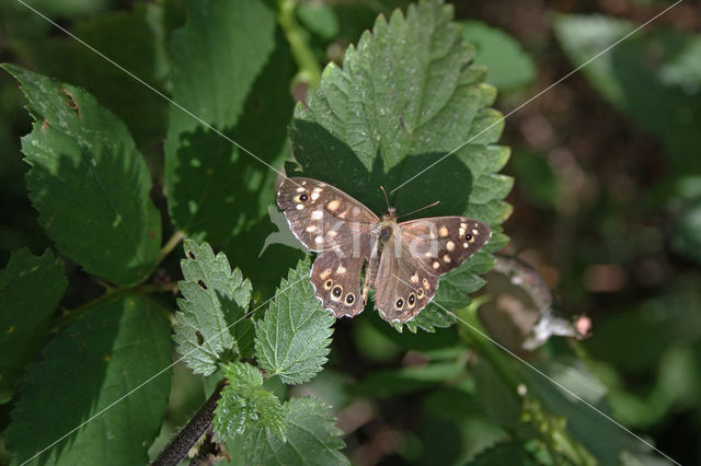 Bont zandoogje (Pararge aegeria)