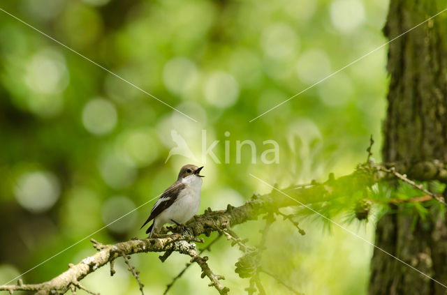 Bonte Vliegenvanger (Ficedula hypoleuca)