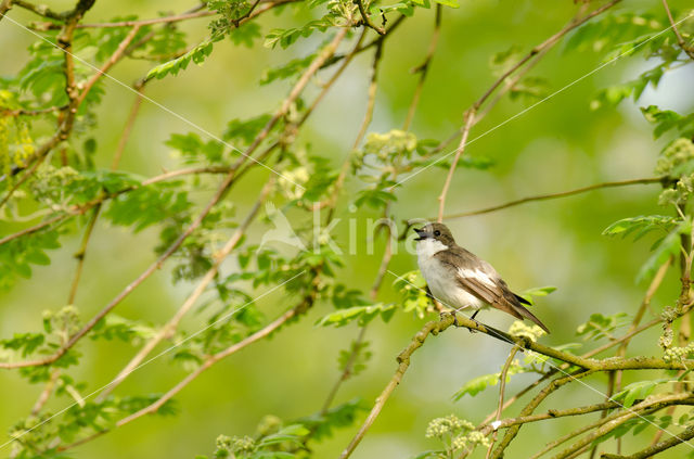 Bonte Vliegenvanger (Ficedula hypoleuca)