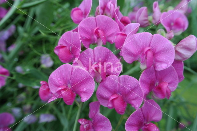 Brede lathyrus (Lathyrus latifolius)