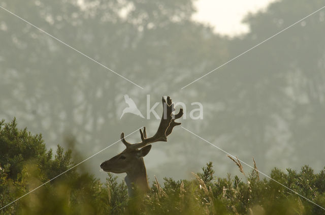 Fallow Deer (Dama dama)