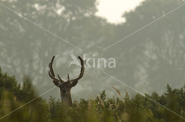 Fallow Deer (Dama dama)