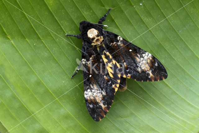 Doodshoofdvlinder (Acherontia atropos)