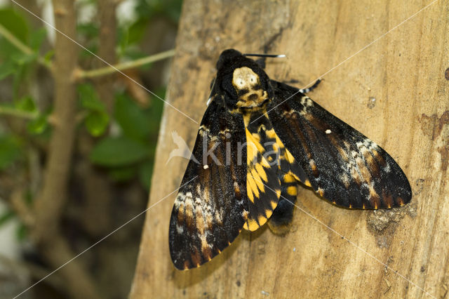 Doodshoofdvlinder (Acherontia atropos)