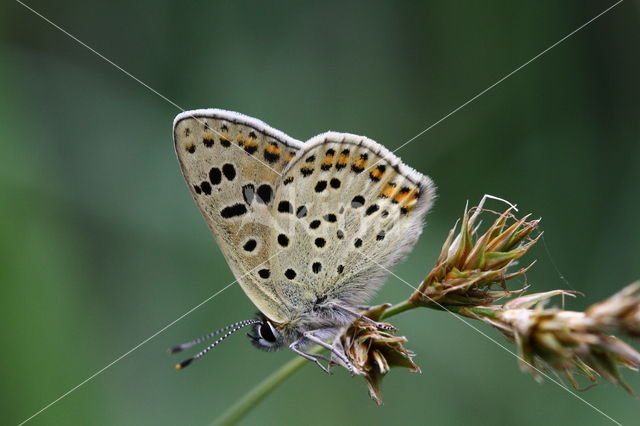 Bruin blauwtje (Aricia agestis)