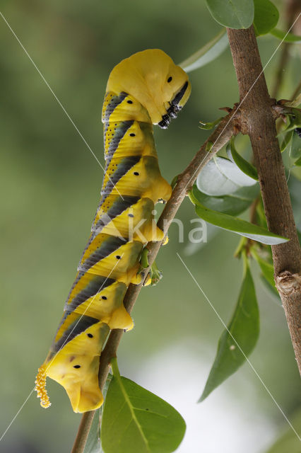 Doodshoofdvlinder (Acherontia atropos)