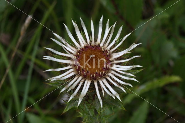 Driedistel (Carlina vulgaris)