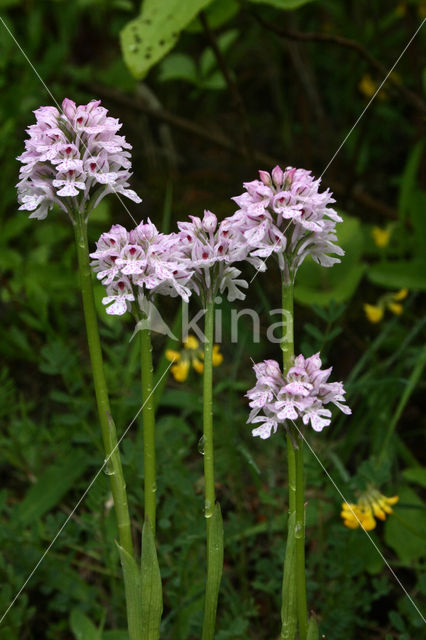 Drietandorchis (Neotinea tridentata)