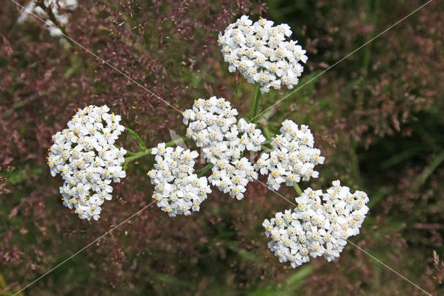 Duizendblad (Achillea millefolium Cerise Queen)