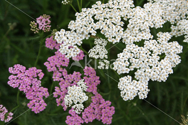 Duizendblad (Achillea millefolium Cerise Queen)