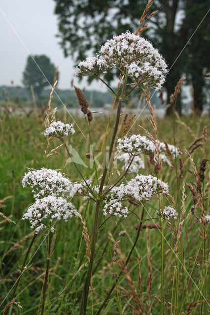 Echte valeriaan (Valeriana officinalis)