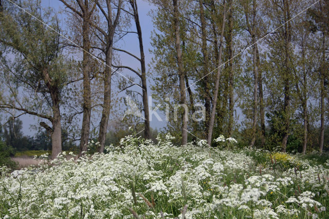 Cow Parsley (Anthriscus sylvestris)