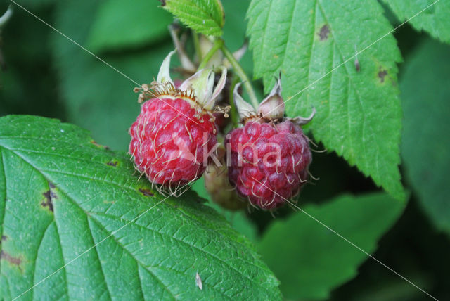 Framboos (Rubus idaeus)