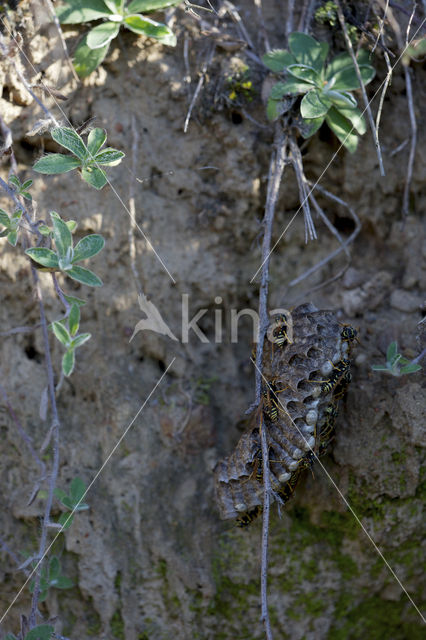 Franse Veldwesp (Polistes dominulus)