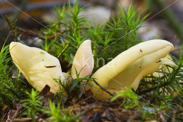 Geel varkensoor (Flavoscypha cantharellus)