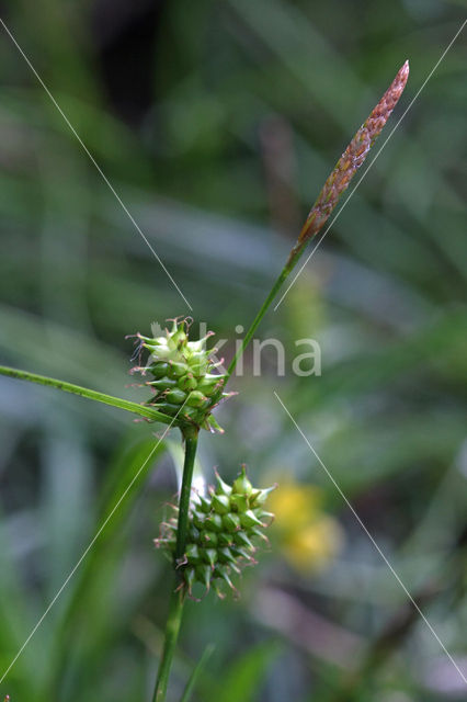 Geelgroene zegge (Carex oederi subsp. oedocarpa)