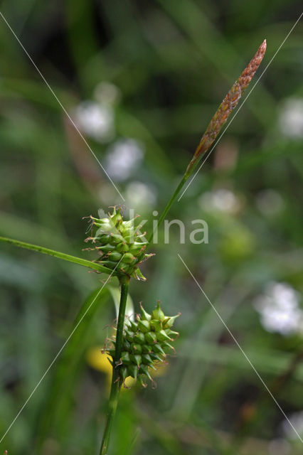 Geelgroene zegge (Carex oederi subsp. oedocarpa)